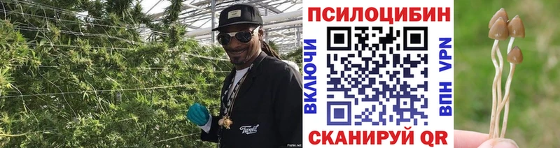 Купить  Красноуфимск  Псилоцибиновые грибы Psilocybe 